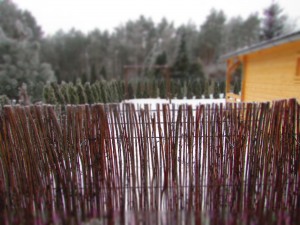 IMG_0418
